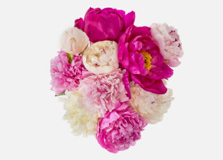 The Summer Peony image number 1